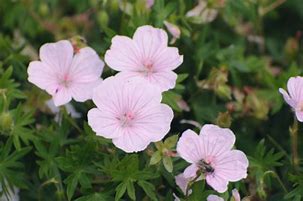 Hawksridge Farms -- Plant Information