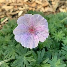 Hawksridge Farms -- Plant Information