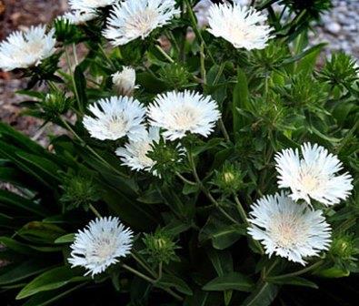 Hawksridge Farms -- Plant Information