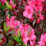 Hawksridge Farms -- Plant Information