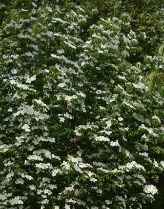 Hawksridge Farms -- Plant Information