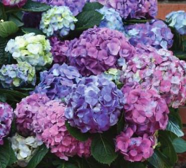 Hawksridge Farms -- Plant Information