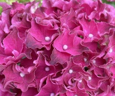 Hawksridge Farms -- Plant Information