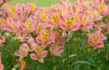 Hawksridge Farms -- Plant Information