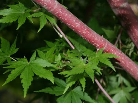Hawksridge Farms -- Plant Information