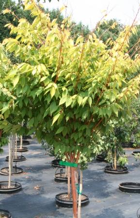 Hawksridge Farms -- Plant Information